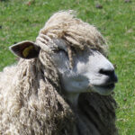 Limited Edition Longwool Sheep Laundry Balls