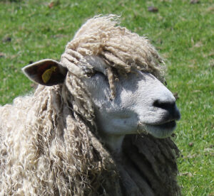 Leicester Longwool